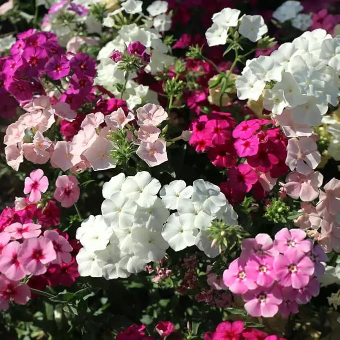 1000+ Phlox Seeds for Planting - Perennial Creeping Ground Cover Plants - Ornamental Flower Seeds for Home & Garden, Potted Planting, Easy to Grow with Long Blooming Period