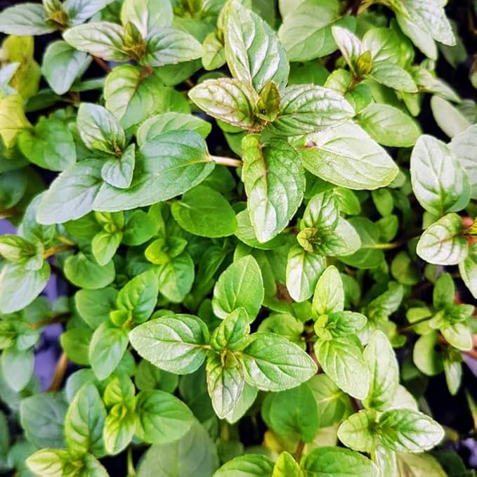 2 Chocolate Mint Plants Live Indoors Outdoors, Fresh Herb Mint Plant, Potted Mint Plant Seeds, Chocolate Mint Plant, Chocolate Mint Live Plant