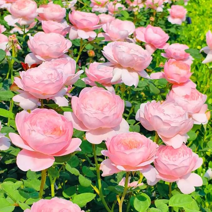 Mixrug Grandiflora Rose Seeds for Planting, 200+pcs Perennial Non-GMO Heirloom Grandiflora Rose Flower Seeds, Rare Beauty Home Garden Blooms Flowers Plants for Outdoors