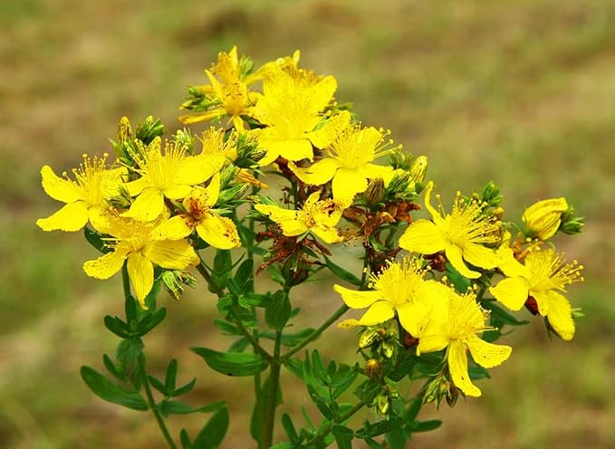 SeedsUP - 1500+ Seeds St. John's Wort (Hypericum perforatum) - Herb Yellow