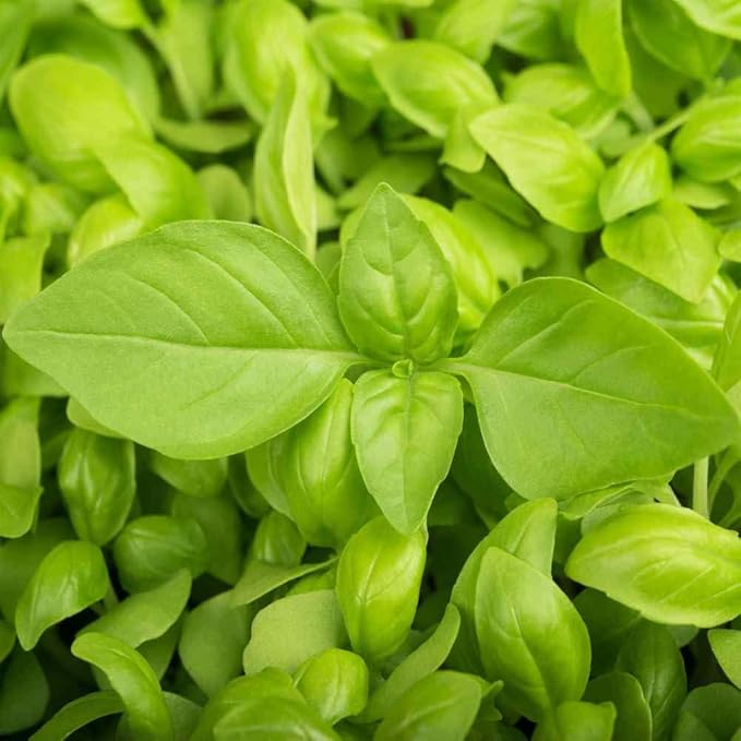 Outsidepride Lemon Basil Seeds for Planting - 1/4 lb. Easy to Grow Annual Herb Garden Seeds with Aromatic & Flavorful Foliage for Containers, Companion Planting, Indoors & Outdoors