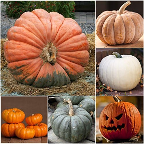 Seed Needs Pumpkin Seeds for Planting Spooky Blend - 30 Premium Heirloom Seeds (Lumina White, Jack O Lantern, Baby Boo, Blue Jarrahdale, Cinderella & More!) Non-GMO & Untreated (1 Small Pack)