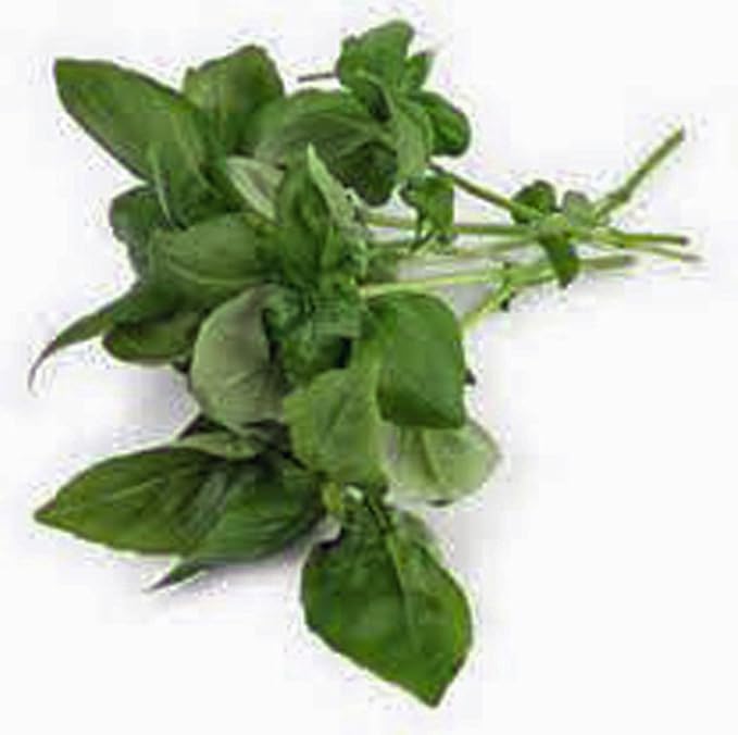 Basil, Sweet Genovese, 500 Seeds, Great All Around Basil, Makes Excellent Pesto