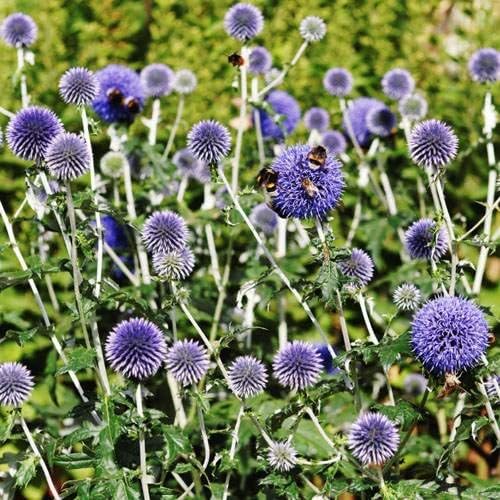 Outsidepride Blue Globe Thistle Seeds - 500 Pcs Perennial, Drought Tolerant & Self-Seeding, Flower Seeds for Planting w/Thistle-Like Foliage & Vibrant Purple Blooms, Ideal for Xeriscaping Gardens