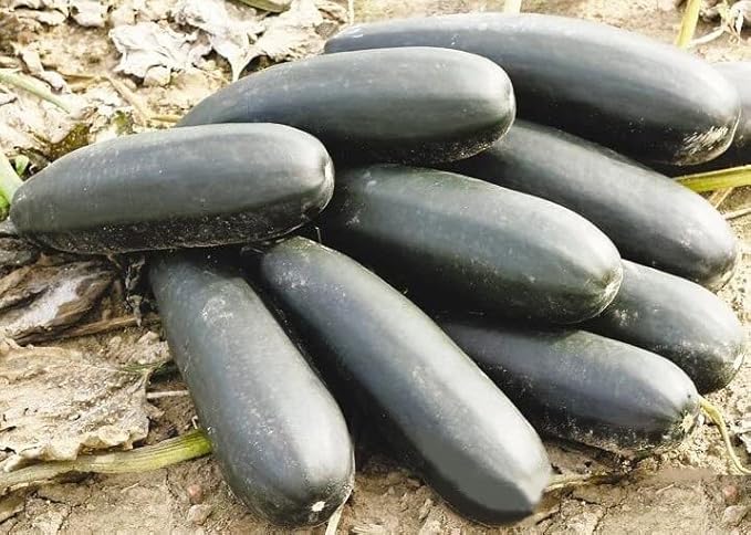 NIKA SEEDS - Seeds Vegetable Zucchini Black Beauty - 30 Seeds