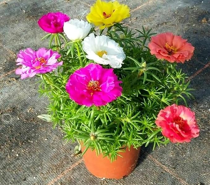 Seeds Multicolor Purslane Double Flower Mix 1000+ Seeds to Grow Double Moss Rose Perfect Ground Cover