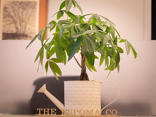 Espoma 8 Ounce Concentrated Organic Indoor Plant Food - Indoor Plant Fertilizer for Large & Small Plants Like Pothos, Fiddle Leaf Fig, Monstera, Snake & Palms - Pack of 3