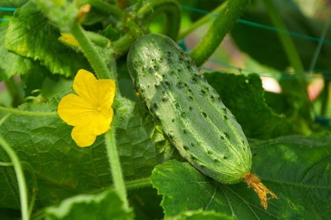 CEMEHA SEEDS Cucumber Titus F1 Vine Open-pollinated Non-GMO Vegetable Heirloom for Planting