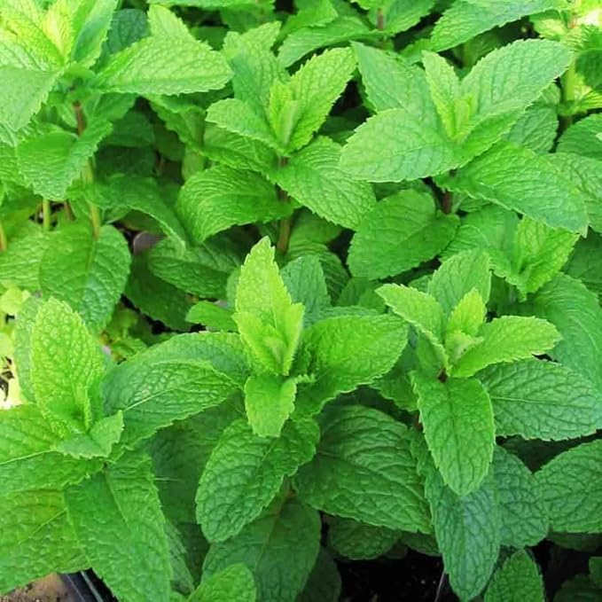Spearmint Plants Live Indoors Outdoors, Mint Plant Seeds, Herb Plants Live in Pot, Fresh Herb Mint Plant, Fresh Mint Plant, Potted Mint