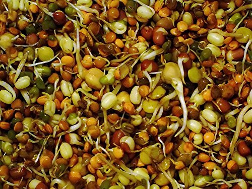 Bean Mix Sprouting Microgreen Seeds, John's Rootin Tootin Bean Mix,8 oz Bag,"COOL BEANS n SPROUTS", Jacobs Ladder Ent. Brand. A small town family run USA business.Thank you !
