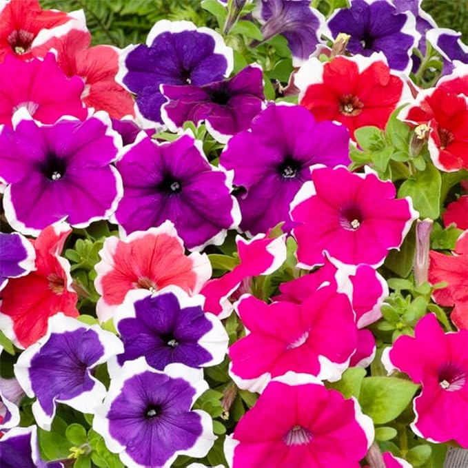 300+ Annual Petunia Superstar Flower Seeds - Petunia Flower Seeds, Flowering Plants for Home Garden Outdoor Planting and Cultivation