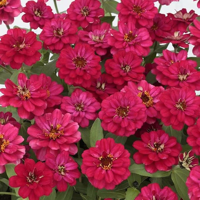 Eden Brothers Zinnia Seeds - Profusion Double Hot Cherry