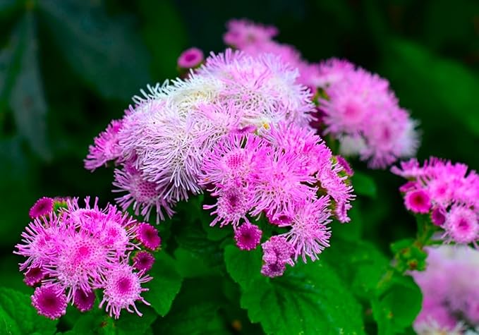 Ageratum Pink Floss Flower Seeds 400+ Seeds for Planting Non-GMO Flower Garden