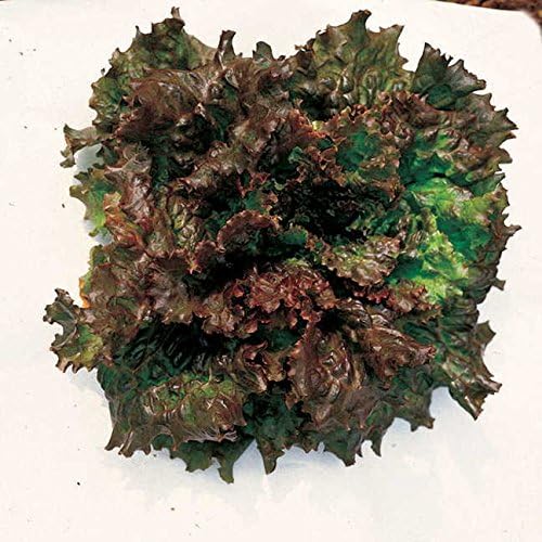 Park Seed Lettuce Salad Mix Edible Plant Seeds, Easy to Grow, Perfect for Spring Gardens, Red Sails, Pack of 1000