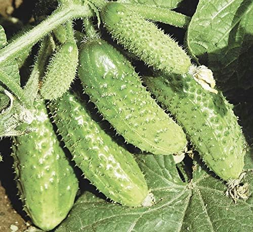 CEMEHA SEEDS Cucumber Bush Gherkin Early Pickling Vegetable Heirloom Non-GMO
