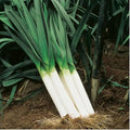 2500 Large American Flag Leek Seeds; Heirloom Non-GMO