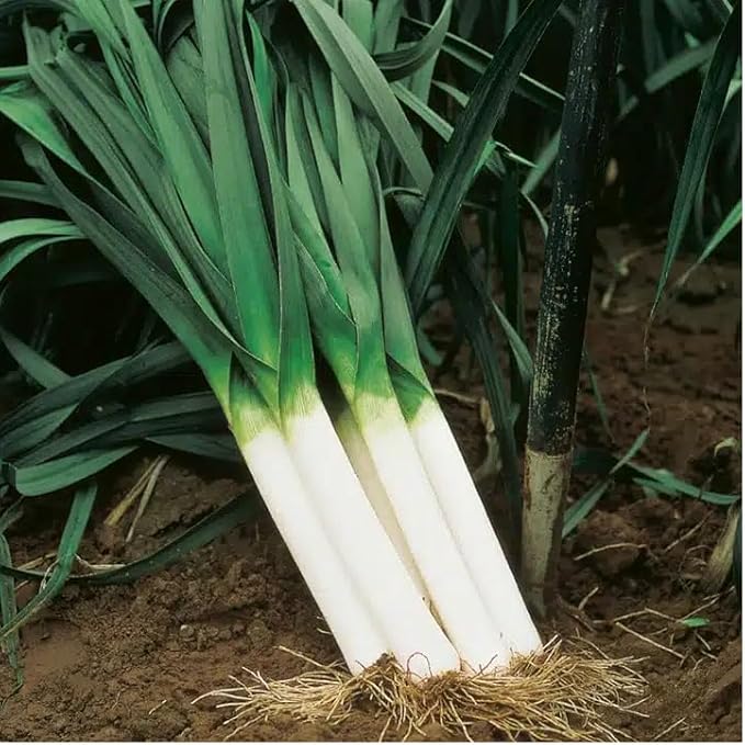 2500 Large American Flag Leek Seeds; Heirloom Non-GMO
