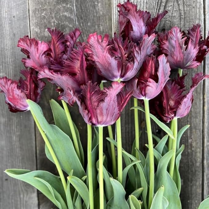 10 Tulip Bulbs for Spring Planting, Black Parrot Tulip Bulbs for Fall Planting, Flower Bulbs Growing