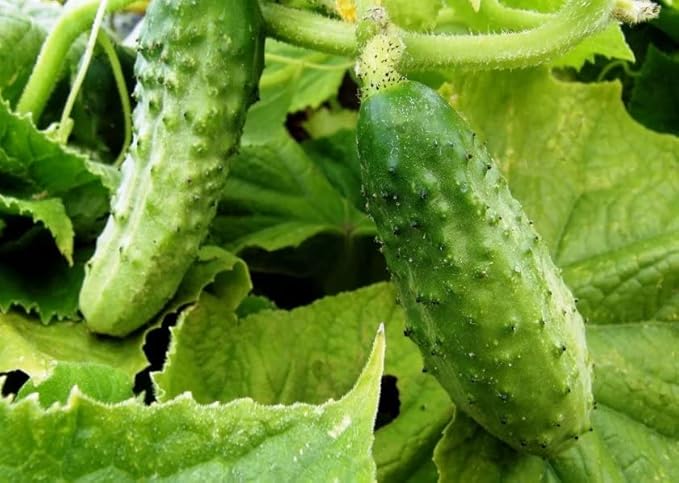Seeds Cucumber Bush Gift Pickling Open-Pollinating Heirloom Vegetable Non GMO