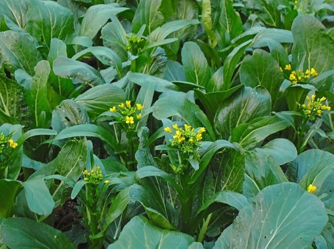 250PCS Yu Choy Sum Seeds Flowering Cabbage Vegetable Seeds