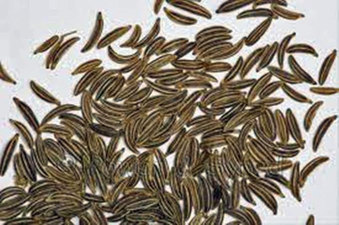 Caraway Seeds, Herb, 25+ Seeds, Non GMO, You Can Use Seeds, Plant and Roots on This Herb