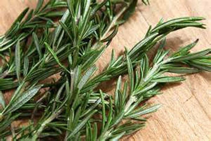 Rosemary, Herb Seed, Heirloom, 100+ Seeds, Healthy and Tasty Herb