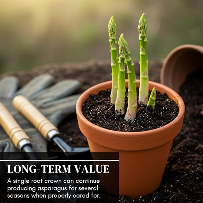 Green Asparagus Seeds – 150+ Non-GMO Seeds – Easy-to-Grow Perennial Garden Vegetable