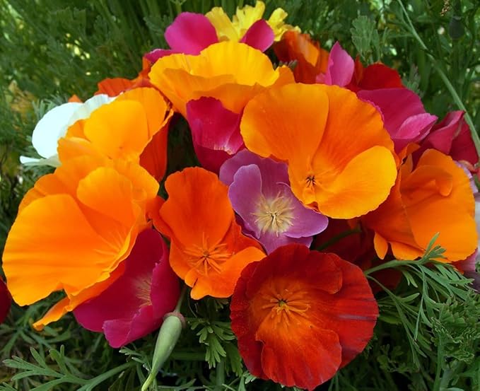 KIRA SEEDS - Seeds California Poppy Mix - Eschscholzia californica - Perennial Flowers for Planting