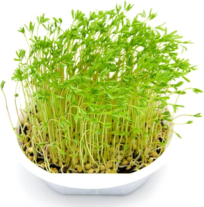 Todd's Seeds Sprouting Green Lentil Seeds, Heirloom, Non-GMO, Chemical Free, High Germinating (One Pound)