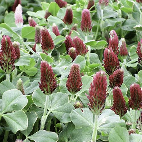 Crimson Clover Seeds for Planting, 1500+ Seeds/Packet, Thick Foliage, Ground Cover & Soil Enhancing-Low Maintenance Flowering Plant, Attracts Pollinators, (Isla's Garden Seeds), Trifolium incarnatum