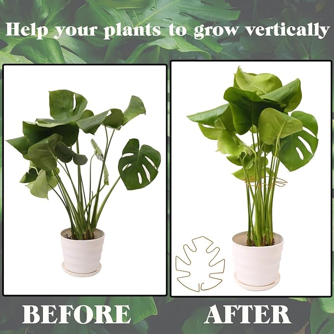 Spiritlele 5 Pcs Golden Plant Stem Support Holder Set Monstera Plant Support Clamp Growth Accessories for Indoor Plants Small