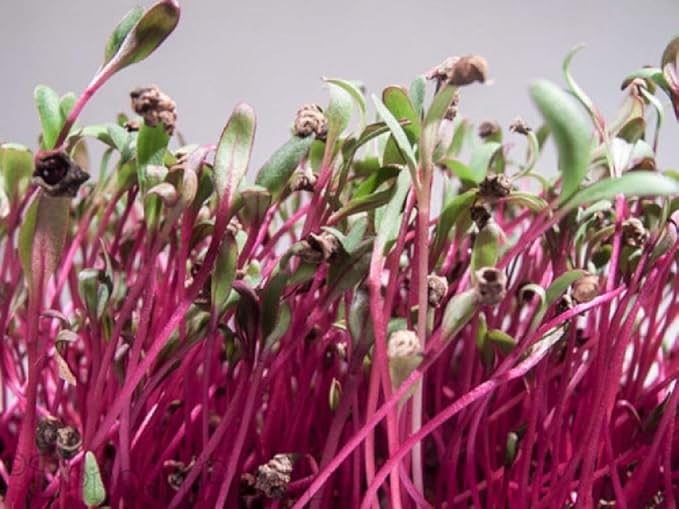 Beet Seed, Beets Sprouting Seeds, Microgreen, Sprouting, 8 OZ, NON GMO - Country Creek Acres Brand - High Sprout Germination- Juicing, Gardening, Hydroponics, Growing Salad Sprouts
