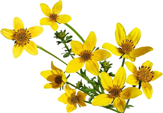 2300 Goldfields Seeds - Carpet of Low Growing Yellow Daisy Type of Wildflower for Sandy and Dry Clay Soils