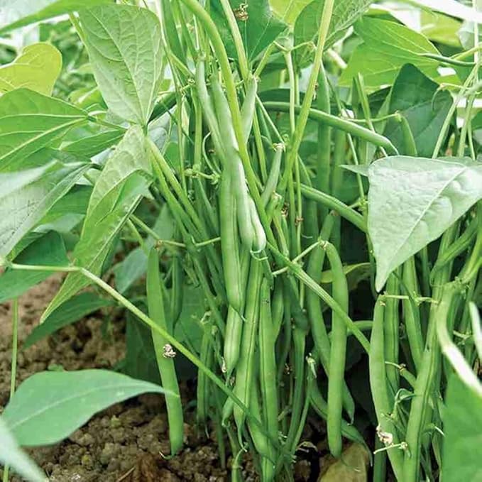 100+ Pcs Indian Cluster Bean Seeds, Non-GMO Vegetable Seeds for Planting, High Germination Guar Seeds for Home Garden, Backyard, Outdoor Grow Bags or Pots