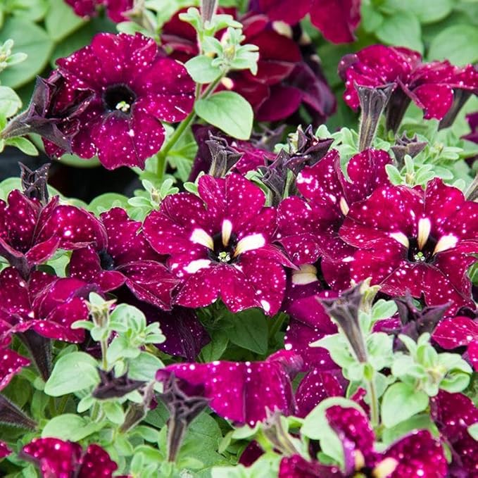 Night Sky Petunia Seeds for Planting, 500pcs Dwarf Wave Petunia Flowers Plant Seeds, Non-GMO Heirloom Annual Beauty Home Garden Flowers in Outdoors Indoor