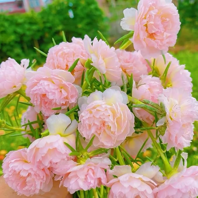 10000+Mixed Portulaca Moss Rose Seeds for Planting Outdoor Beautiful Garden Decor Home