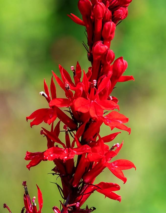 100PCS Cardinal Flower Seeds Red Lobelia Cardinalis Hummingbird Garden Plant Seeds