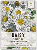Seed Needs, Creeping Daisy Seeds - 1,000 Heirloom Seeds for Planting Chrysanthemum paludosum - Low Growing Perennial Flowers Great for Rock Gardens (1 Pack)