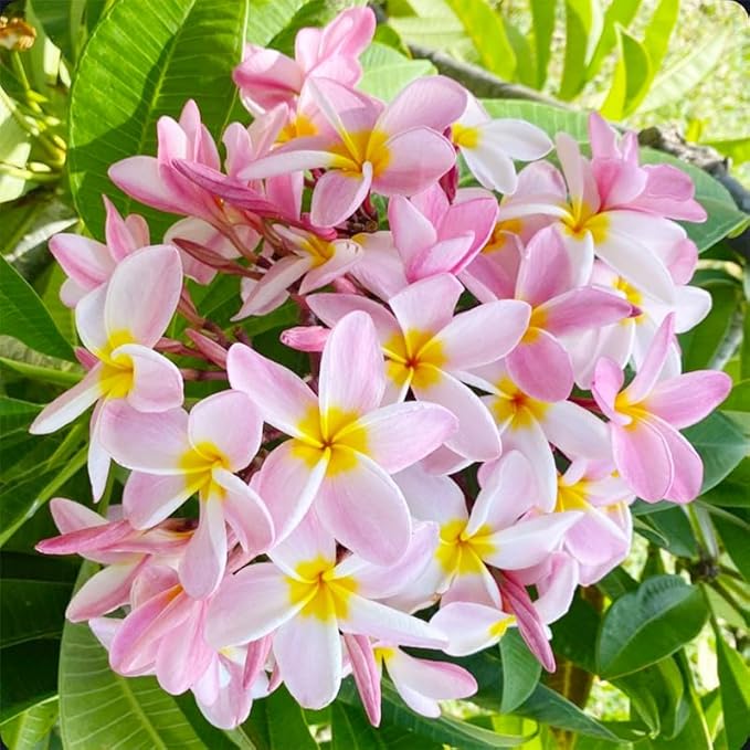 15pcs Mix Plumeria Rubra Seeds for Planting in Home Garden-Non-GMO Heirloom Plant Seeds Garden Outdoor