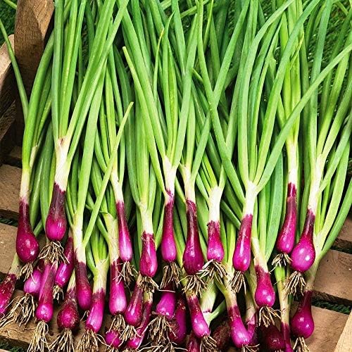 NIKA SEEDS - Seeds Vegetable Welsh Onion Red - 300 Seeds