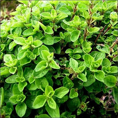 CEMEHA SEEDS - Seeds Sweet Marjoram Non GMO Herbs for Planting 1000 Seeds