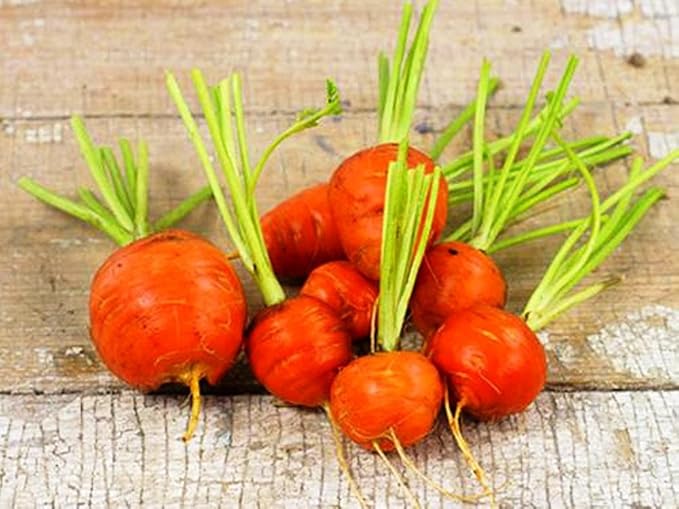 1000+ Seeds Carrot Paris Market - Vegetable Orange