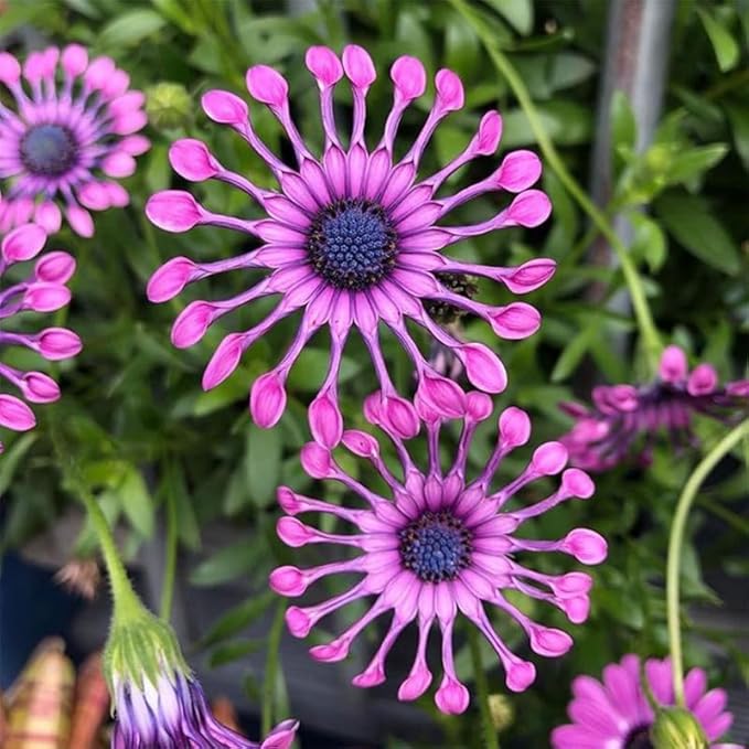145+ Rare Perennial African Rare Daisy Flower Seeds for Planting Outdoor-Non-GMO Heirloom Garden Decoration