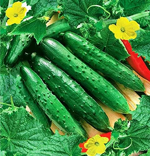 Seeds Indoor Cucumber April F1 - Self-Pollinated - Heirloom Vegetable - GMO Free