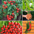 Park Seed Ultimate Container Seed Collection – Non-GMO Compact Vegetable Varieties for Patio Planters & Small Spaces, with Tomato, Pepper, Pea, Radish & Carrot, Total of 515 Seeds
