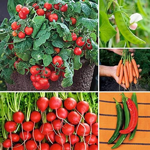 Park Seed Ultimate Container Seed Collection – Non-GMO Compact Vegetable Varieties for Patio Planters & Small Spaces, with Tomato, Pepper, Pea, Radish & Carrot, Total of 515 Seeds