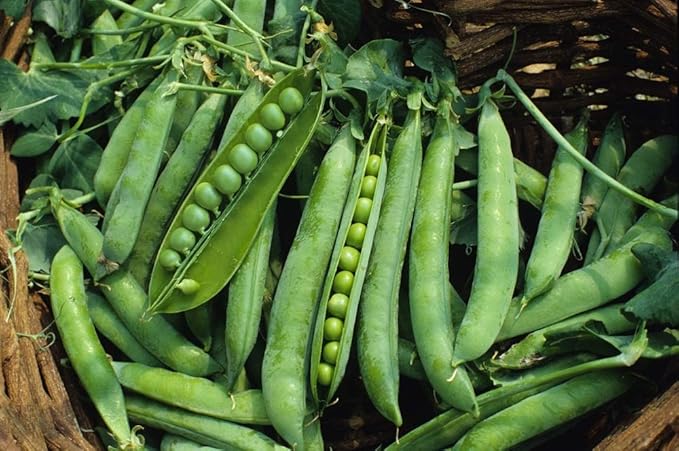 Green Arrow Pea Seeds - 500 Count Seed Pack - Non-GMO - A shelling Pea Variety That is Very Easy to Grow and thrives in Cold Weather. Excellent for Canning or Freezing. - Country Creek LLC