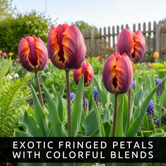 Rainbows Parrot Tulip Bulbs for Planting - Huge Bulbs for Colorful Flowers, Grow Huge Rainbow Tulips - Stunning Spring Displays - Exotic Ruffled Flowers for Gardens (20 Bulbs)