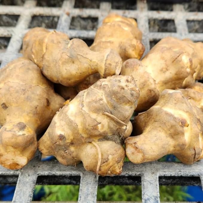 5 Jerusalem Artichoke Tubers, Sunchoke for Planting, Hardy Perennial Vegetable for Home Garden