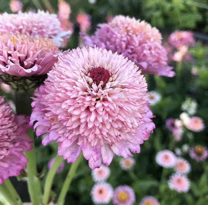 50+Perennial Zinderella Lilac Flower Seeds for Planting Outdoor-Non-GMO Heirloom Pink Zinnia Elegans Pest Resistant Growing in Garden, Beds,Border